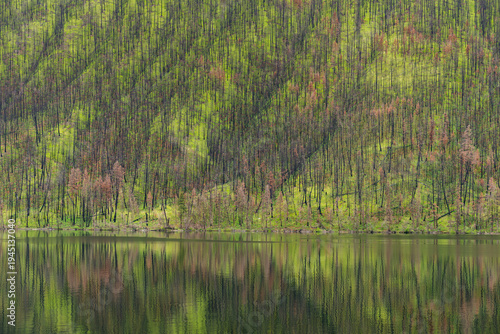 Canada, BC, Loon Lake.  Hillside of green undergrowth second spring after forest fire.