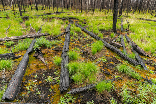Canada, British Columbia, Clinton.  Springtime brings new growth to forest fire area near Loon Lake in the Cariboo region of BC.
