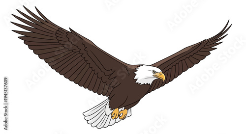 Bald Eagle in Flight Soaring High.