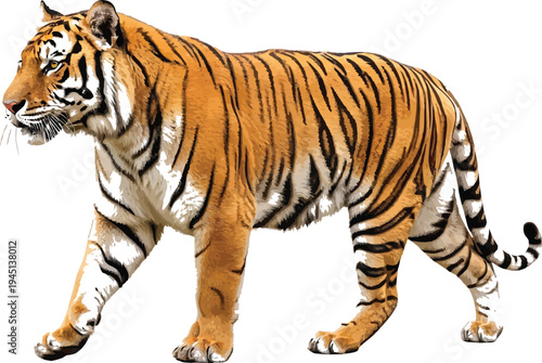 Majestic Bengal tiger with distinctive orange fur and black stripes walks confidently isolated on a pure white background.