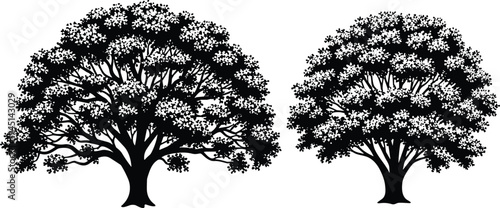 Vector illustration of tree silhouettes showing larger and smaller dense foliage canopies symbolizing growth, nature, identity, diversity, culture, tradition, inclusivity, heritage, and education