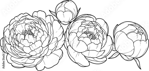 Creamy white peonies, isolated flowers, floral design element, cut out transparent
