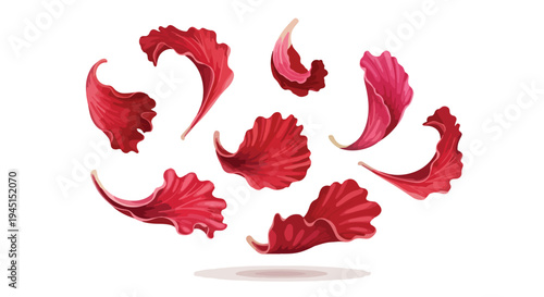 Set of Red Royal Poinciana Flower Petals Floating Isolated on White Background