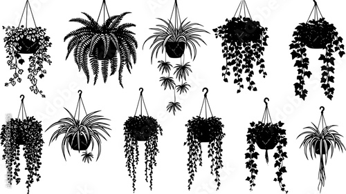 Variety of lush  hanging plants on black, cut out transparent