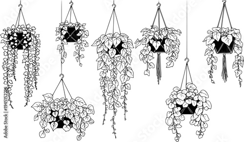 Variety of lush  hanging plants on black, cut out transparent