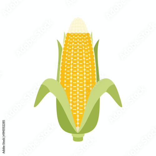 Stylized image of a ripe ear of corn with green husks against a white background