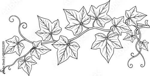 ivy vine with detailed foliage, cut out transparent