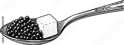 Engraved spoon holding caviar and a cube of sugar. Vector hand drawn illustration
