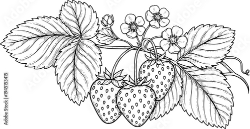Hand drawn sketch of ripe strawberries on a vine with leaves
