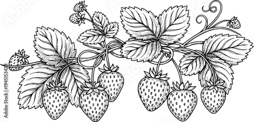 Hand drawn sketch of ripe strawberries on a vine with leaves
