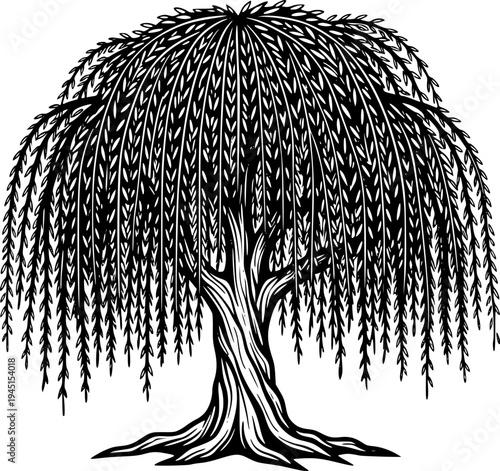 Weeping willow tree with long branches, isolated on black, cut out transparent