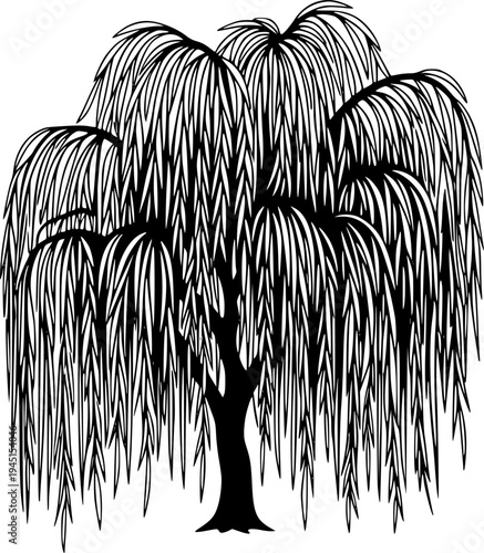 Weeping willow tree with long branches, isolated on black, cut out transparent