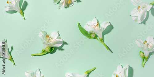 Fresh white flowers on a green background. Spring minimal concept.