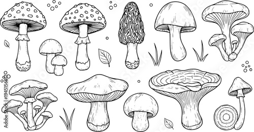 Collection of hand-drawn mushroom illustrations
