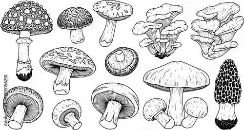 Collection of hand-drawn mushroom illustrations

