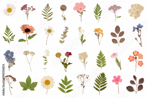 Collection of pressed flowers leaves and various botanical specimens