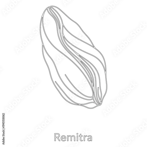 Minimal line of a seed pod outline in black lines on white background minimal line black lines simple botanical plant line minimalist seed pod shape