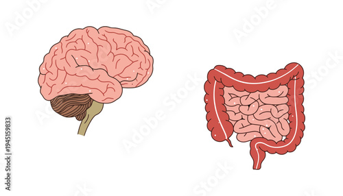 Brain and intestine illustration for medical education purposes