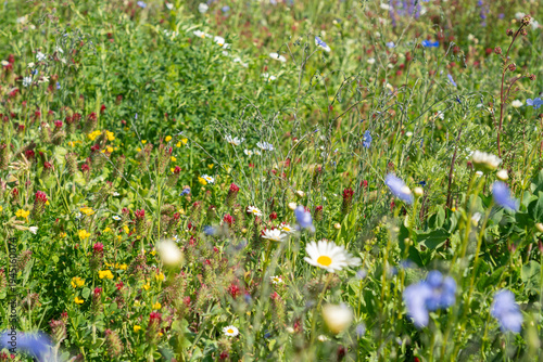 Wild flowers field. Wild flowers on spring meadow with blue flax, crimson clover, red poppy