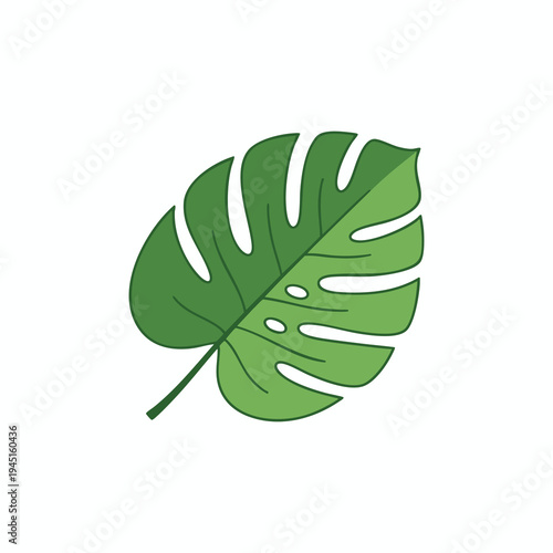 Green monstera leaf illustration on white background with subtle line art details