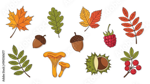 Autumn leaves and forest fruits scattered on the ground outside in nature