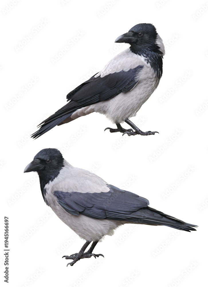 Naklejka premium Close-up portrait of two young hooded crows isolated on white background.