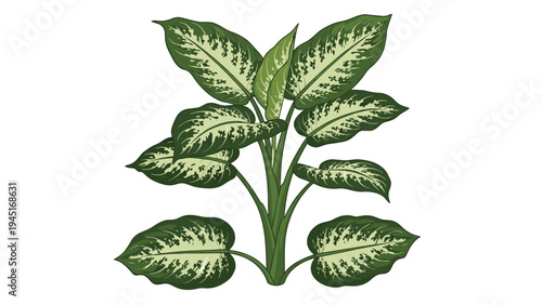 Isolated green dieffenbachia houseplant with large variegated leaves and white patterns stands tall against a plain white background.
