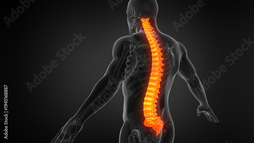 Human Spine Anatomy 3D Medical Illustration
