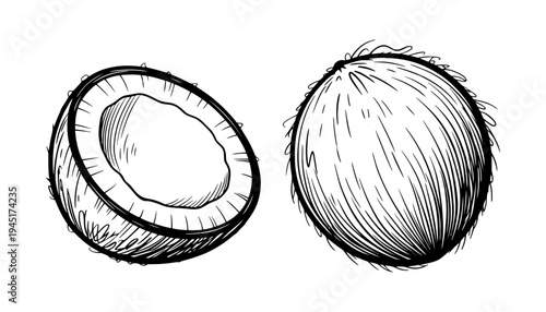 Coconut vector illustration with whole and halved fruit