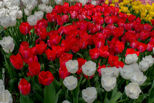 チューリップの花壇