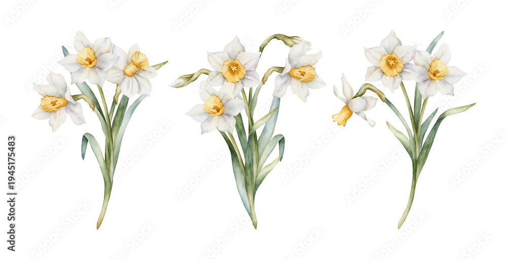 Obraz premium Daffodil Bouquet Set Spring Bulb Flowers. Watercolor hand drawn narcissus floral illustration isolated on white background for Easter Woman's day design textile fresh print card cosmetic package