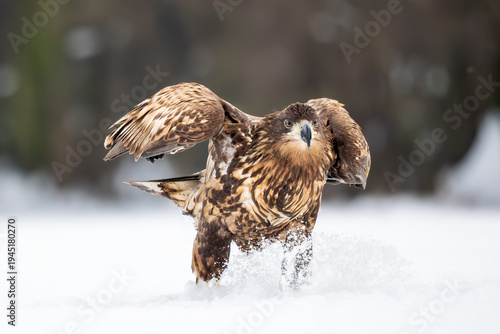 White-tailed Eagle - Haliaeetus albicilla, beautiful large bird of prey from European fields and forests, Poland.