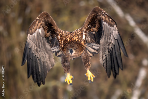 White-tailed Eagle - Haliaeetus albicilla, beautiful large bird of prey from European fields and forests, Poland.