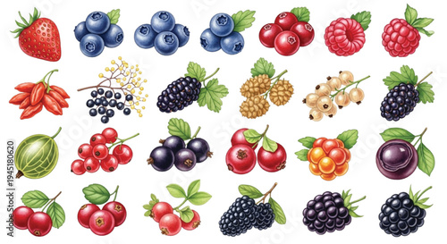 Watercolor Berry Collection Strawberry Blueberry Raspberry Blackberry Forest Fruits Set
