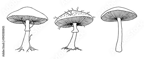 Mushroom mycelium network set with fine line art on white background featuring organic material, sustainable theme, delicate thin lines with illustration and vector