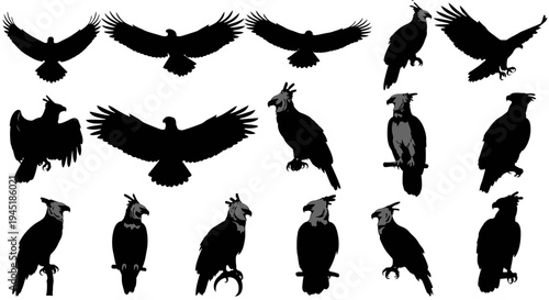 Collection of black silhouettes of various eagle and vulture birds in different poses and flying positions on white background