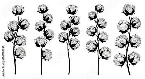 Cotton plants with mature bolls on stems black and white illustration on white background agricultural symbol