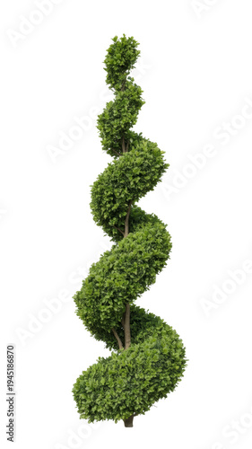 Stunning Spiral Topiary Green Plant: An Ornamental Bush for Elegant Garden Design on a Clean White Background