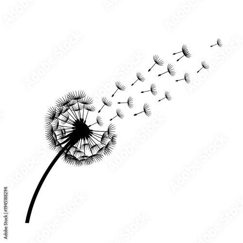 Black and white illustration of a dandelion with flying seeds on white background.