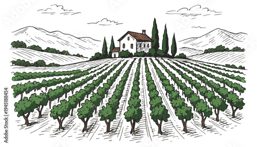 Vineyard vector illustration of a house in the countryside with rows of grapevines