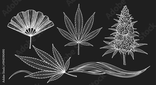 Artistic set of white line sketches on a black background featuring cannabis leaves a fan and flowering buds.