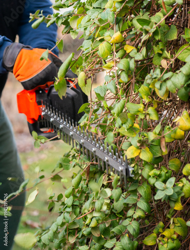 Canvastavla Gardener  Hedge Trimmer Shaping Wall of  in a Garden