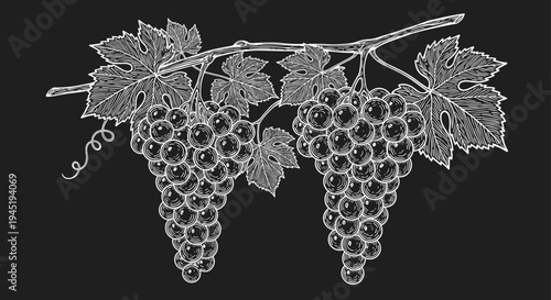 Detailed white chalk drawing of two bunches of grapes with leaves on a black background for a classic vineyard or wine shop aesthetic.