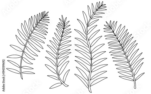 Photos Set of hand-drawn black and white line art illustrations depicting various fern leaves