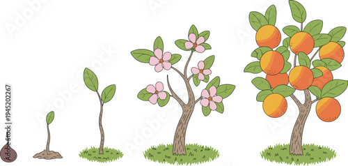 Orange tree life cycle stages from seed sprout sapling flowering plant to ripe fruit harvest botanical growth illustration infographic