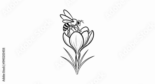 Black and white illustration of a bee collecting nectar from a crocus flower