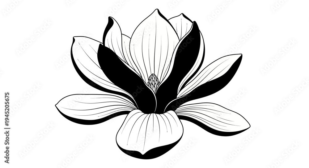 Obraz premium Elegant Black and White Magnolia Flower Illustration, Botanical Line Art