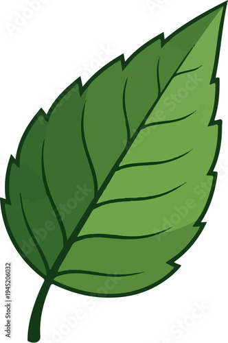 A single, serrated green leaf with visible veins on a white background