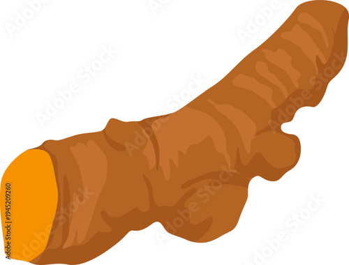 Turmenic Root Illustration