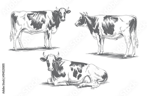 Collection of farm cows illustrated in vintage ink engraving line art. Engraved farm cattle drawings isolated on white background.